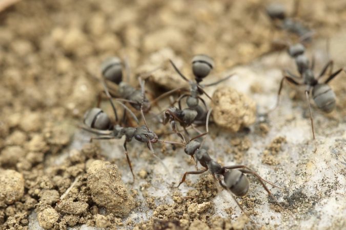 Ants perfected farming 30 million years ago in the desert