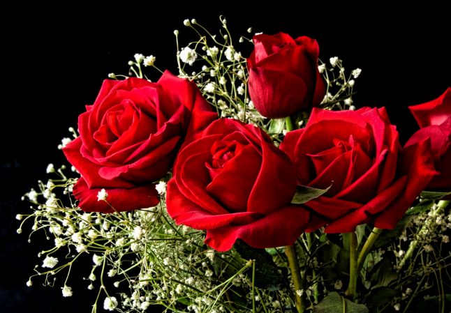 Scientists Create Electronic Circuits In Living Roses