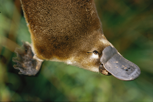 Duck-Billed Platypus Genes Analyzed