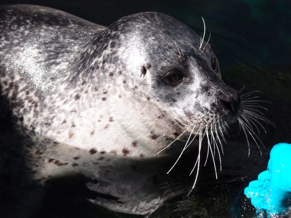 Why Do Seals Have Wavy Whiskers?