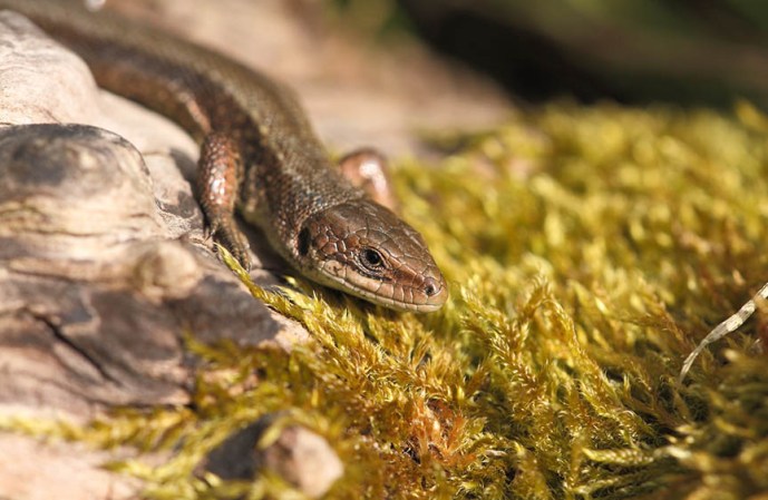 Lizards might lose their gut bacteria to climate change—and that’s not great