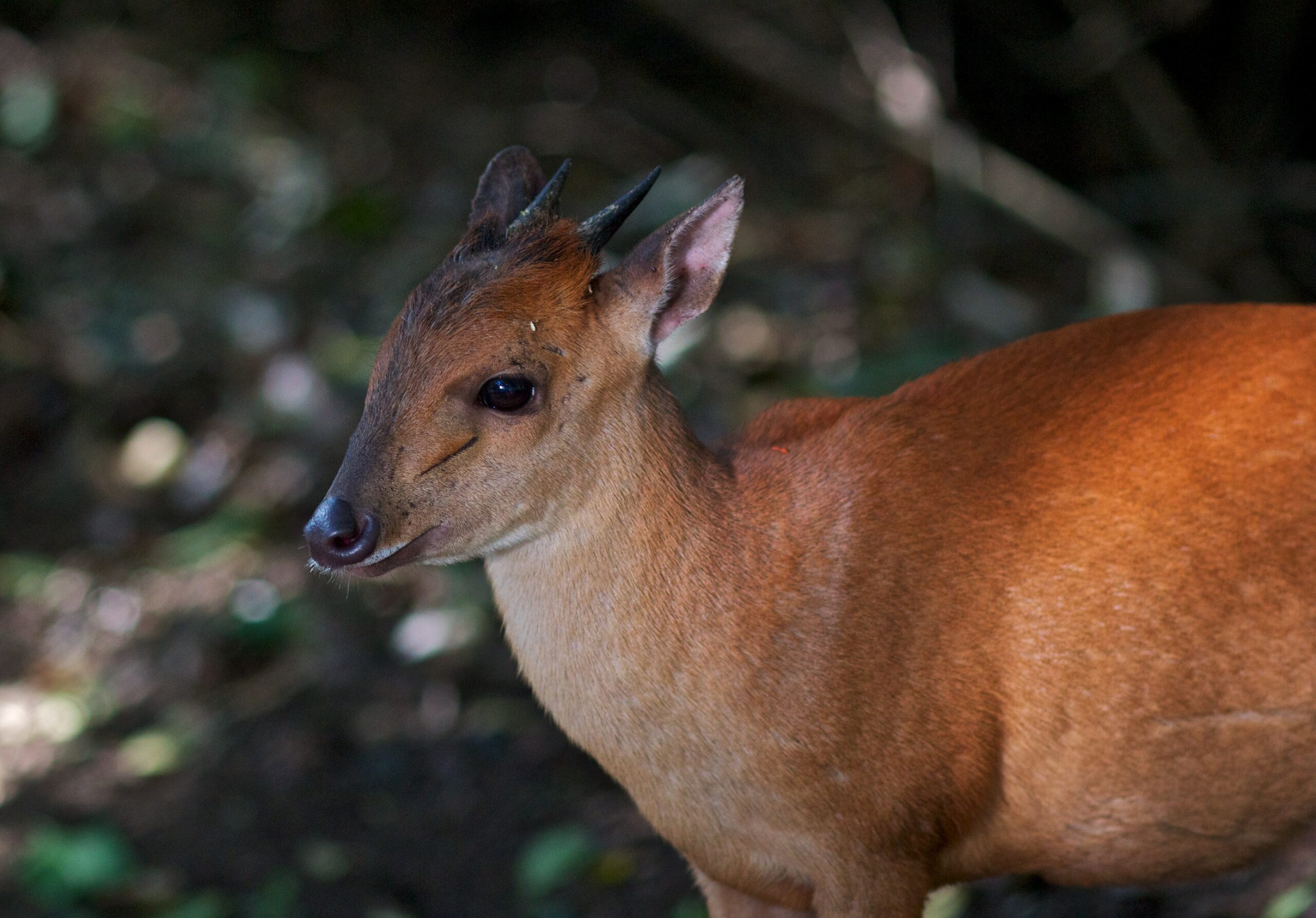 antelope