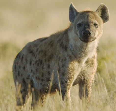 Captive Hyena Figures Out A Meat Puzzle Faster Than Its Wild Cousin