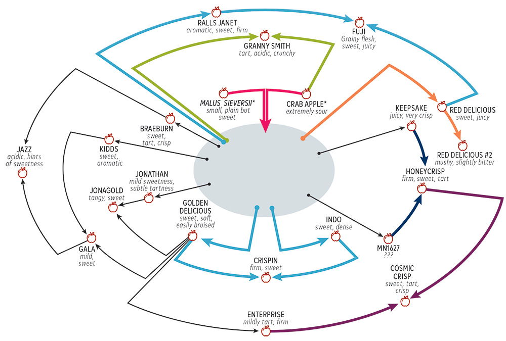 apple breeding chart