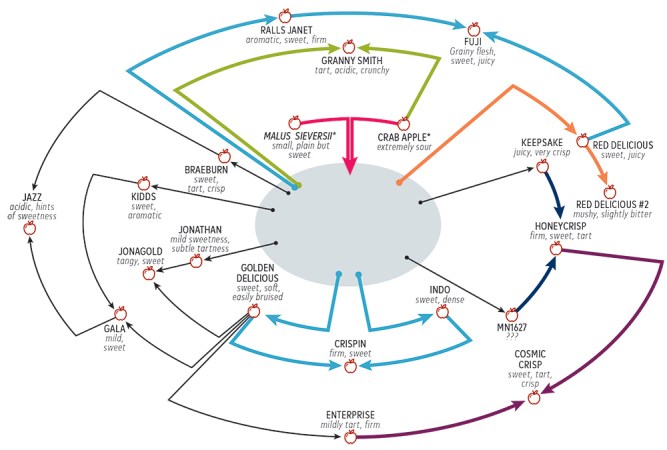 apple breeding chart