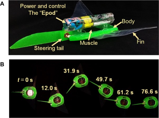 Soft manta ray robot glides electrically through the sea