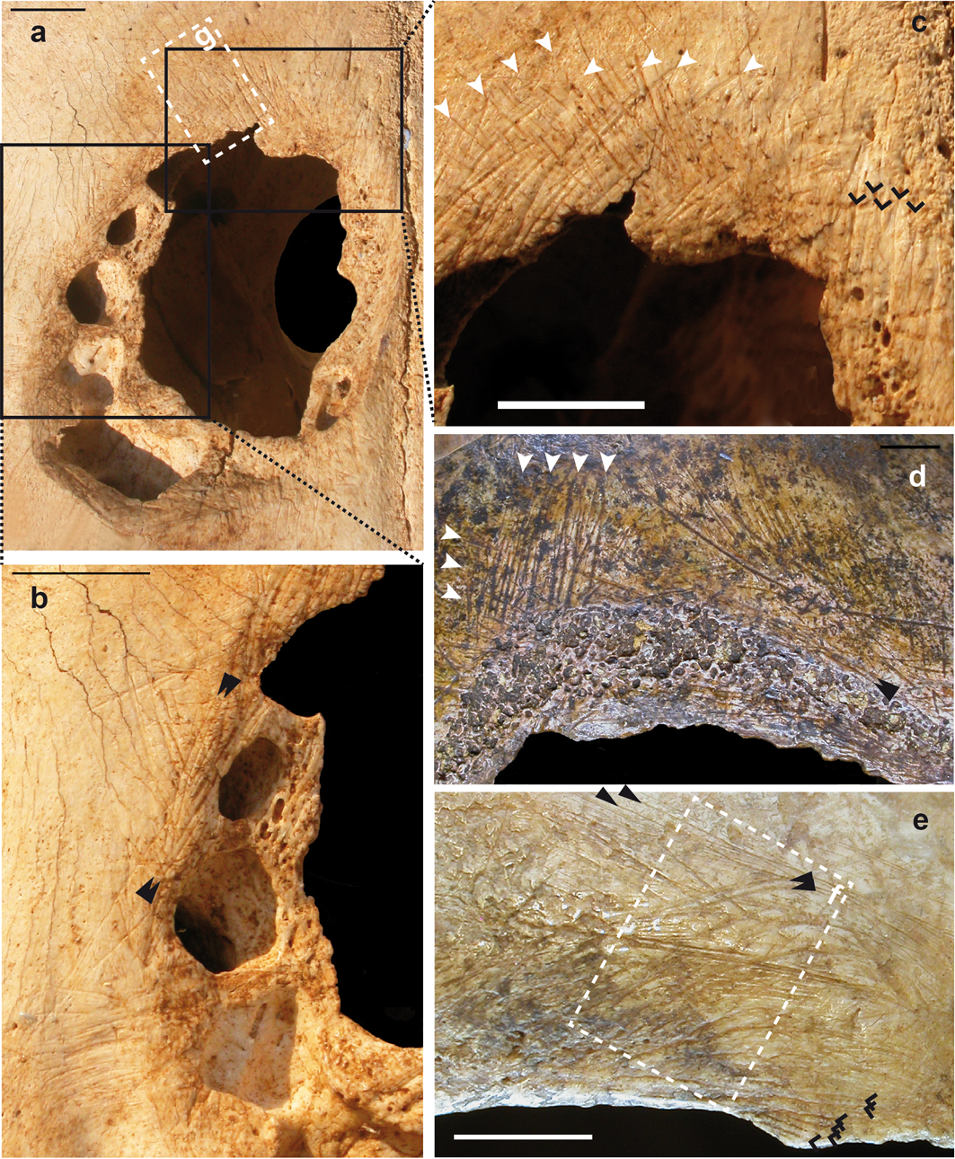 cow skull marks