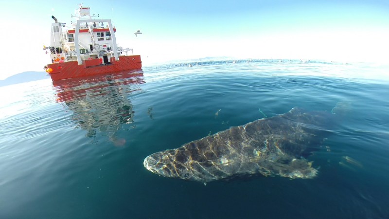 Greenland Sharks Can Live To 400 Years Old