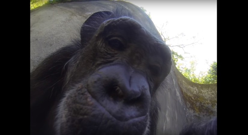 A Chimp Selfie, Ghostly Octopus, And The Biggest Photo Of Manhattan Ever