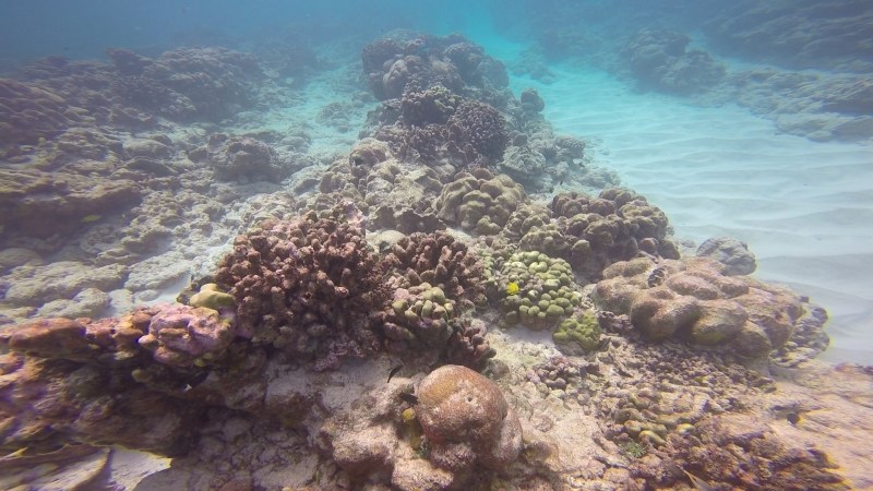 El Nino Is Turning The Pacific Ocean’s Coral Reefs Into Ghost Towns
