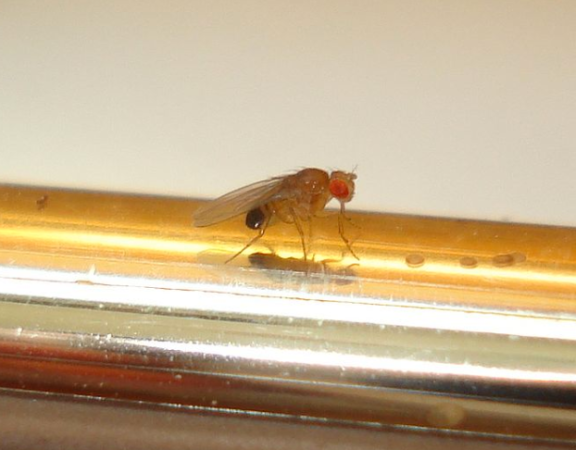 Pass The Prozac: Fruit Flies Get Depressed, Too