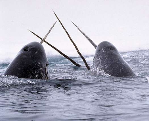 Busted: International Narwhal Tusk Smuggling Ring