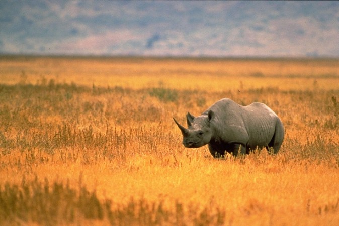 Google Funds Secret Technology For Hunting Down Poachers