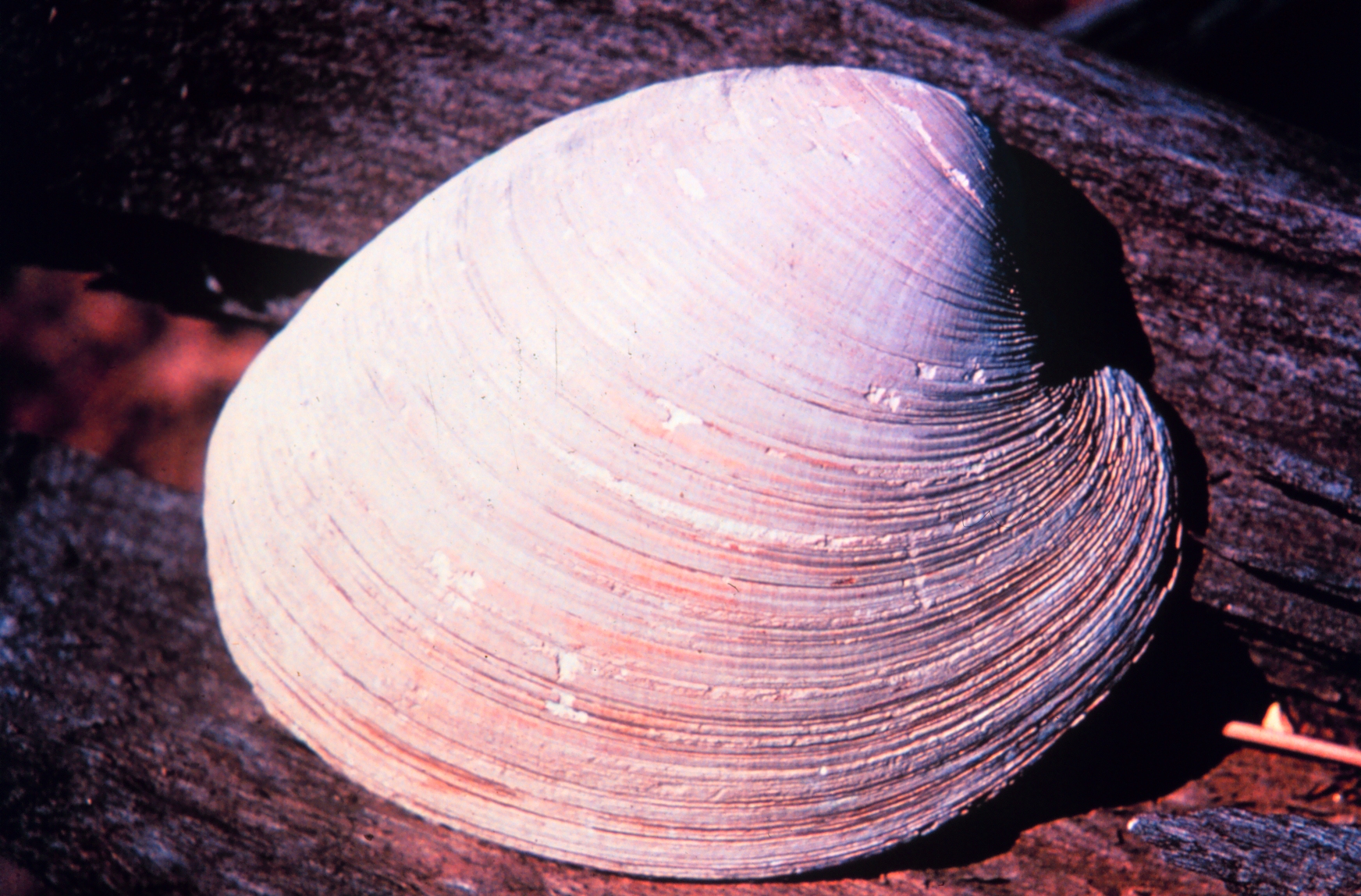 Ocean Quahog