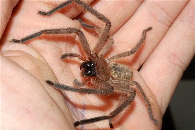 huntsman spider on palm