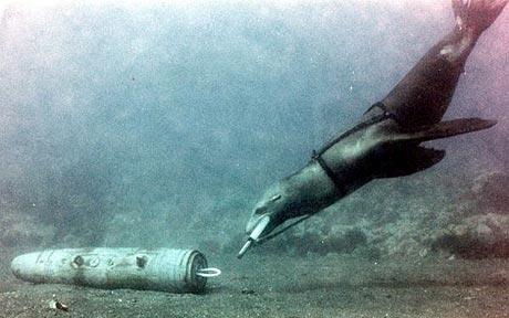 Sea Lions Help U.S. Navy Handcuff Enemy Divers and Sweep Mines