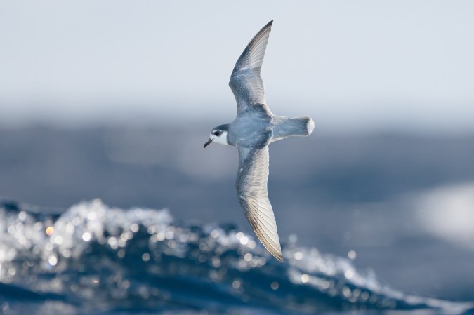 Bad news: Seabirds eat plastic because they think it smells delicious