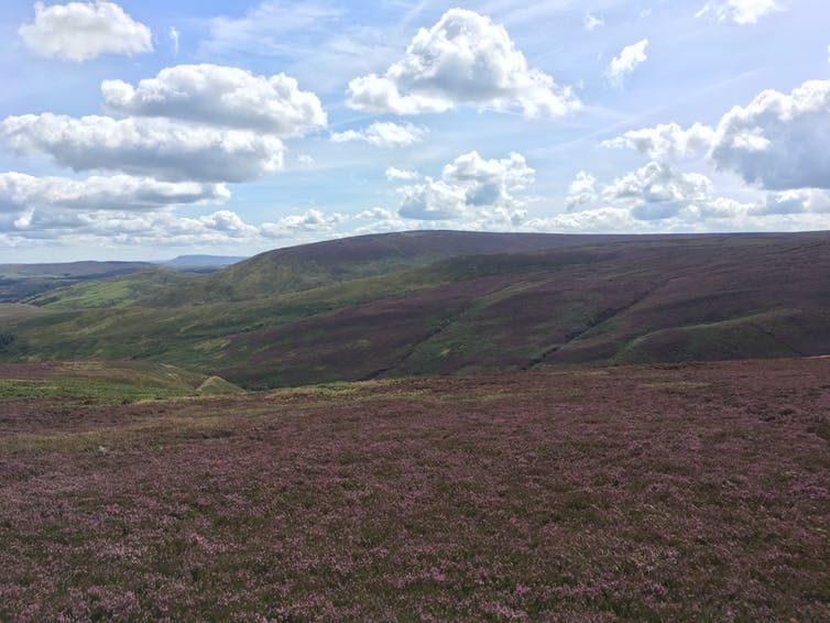 flowery landscape