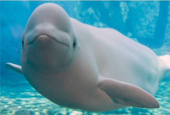 Cat Parasite Found In Arctic Beluga Whales