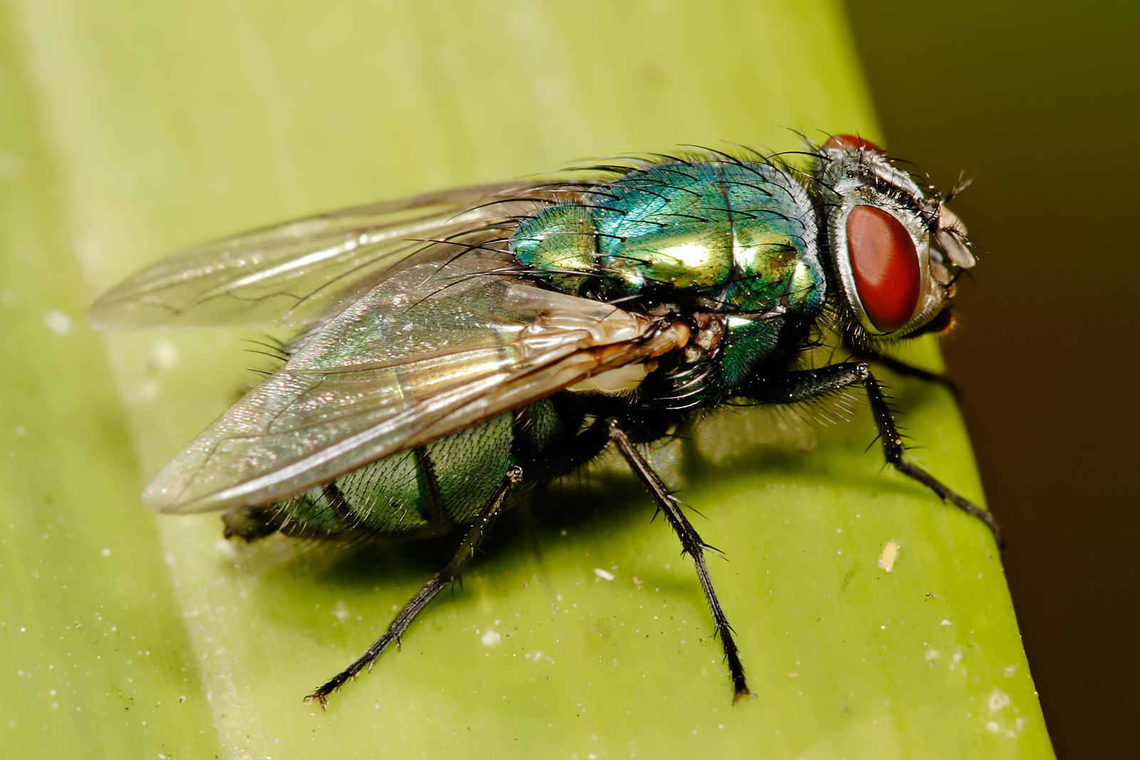 Lucilia cuprina, more commonly known as an Australian sheep blow fly.