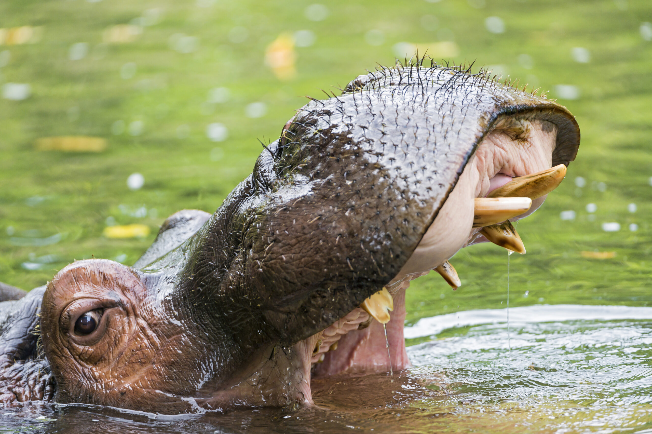 Hippos