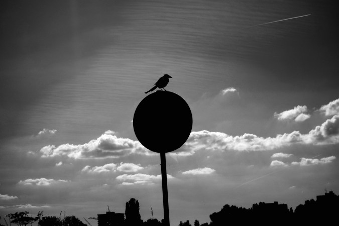 Birds are changing their songs to shout over traffic noise