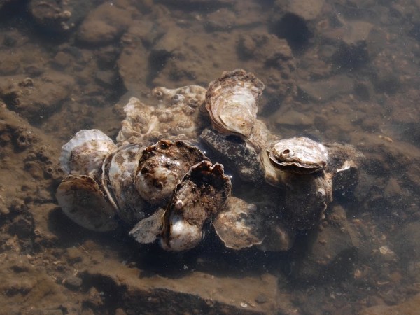 Climate Change May Bring This Tiny Unsung Oyster Back To Plates