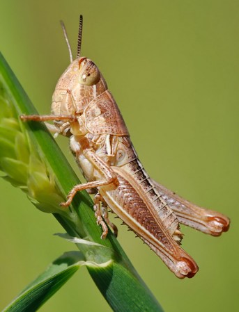 Stressed-Out Grasshoppers Can Damage the Entire Ecosystem