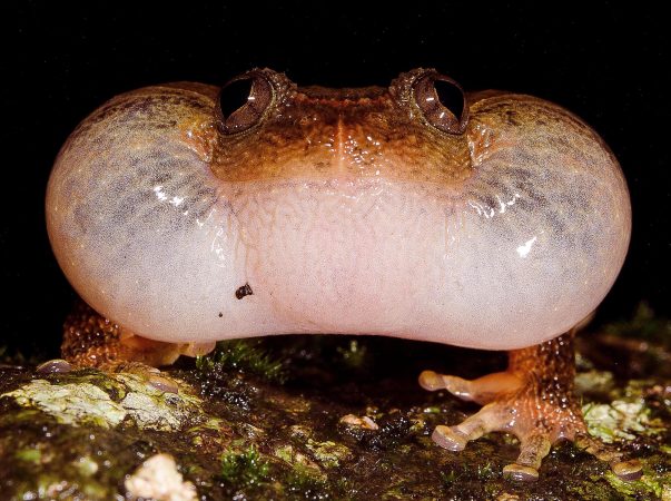 New Mating Maneuver Discovered Among Indian Frogs