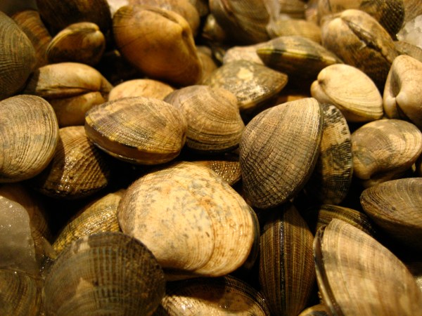 Free-Floating Cancer Cells Are Infecting Clams On The East Coast