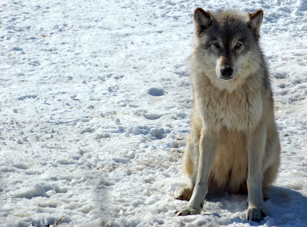 Wolf Decline Could End World’s Longest Predator-Prey Study