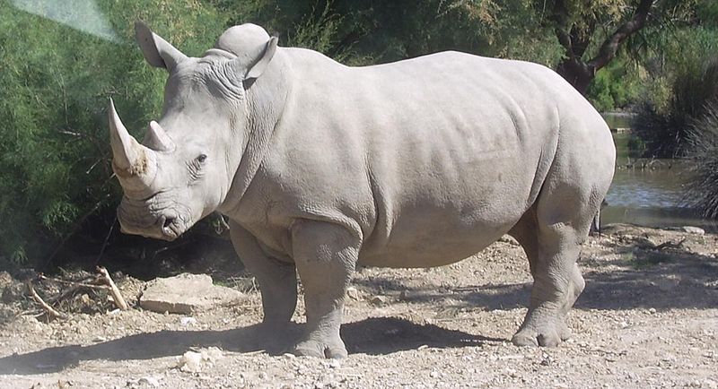 In 2013, A Record Number of Rhinos Were Poached in South Africa