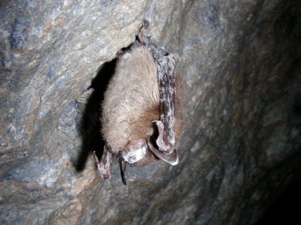 Racing to Save Bats From Catastrophic Extinction, Biologists Turn to New Tools