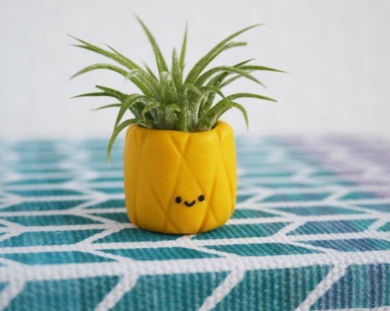  Pineapple planter air plant