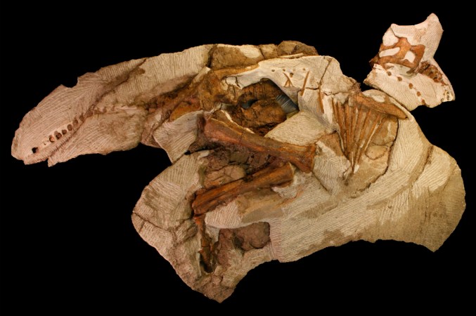 Explore Digital Models Of A Rare Baby Dinosaur Fossil