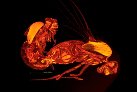 Frozen Fruit Fly Sex Is As Freaky As It Looks