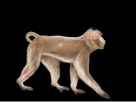 Wireless brain implants are helping paralyzed monkeys walk again