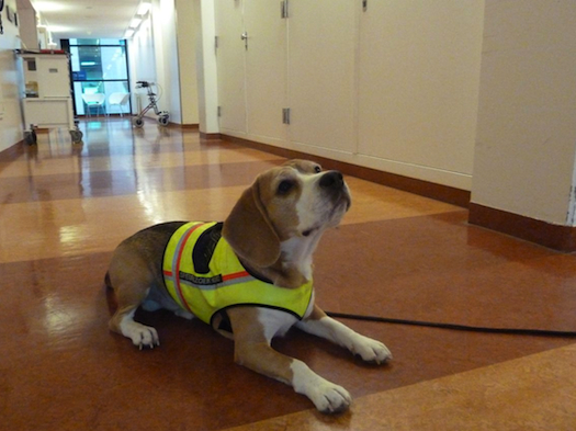 Adorable Beagle Diagnoses Deadly Infections By Sniffing You