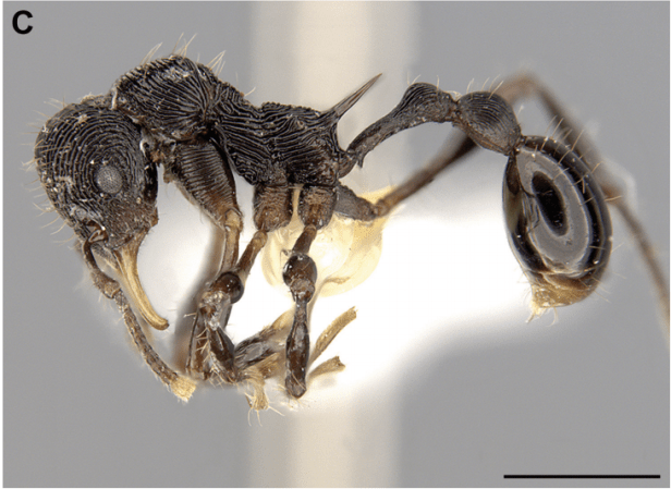 A Devil Frog Puked Up This New Ant Species