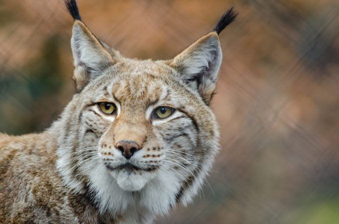 Living with a lynx—for science