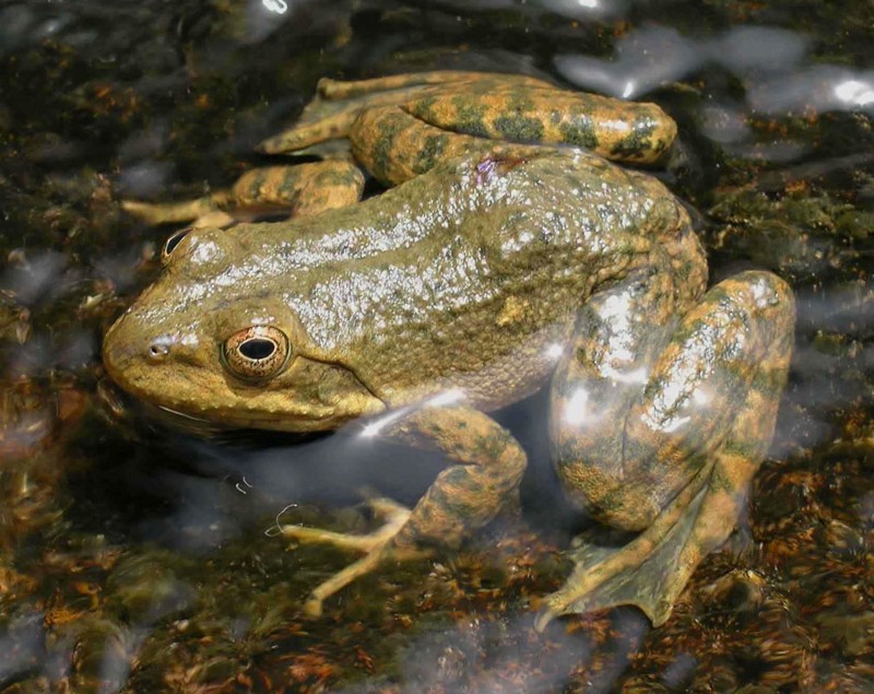 Tarahumara frog