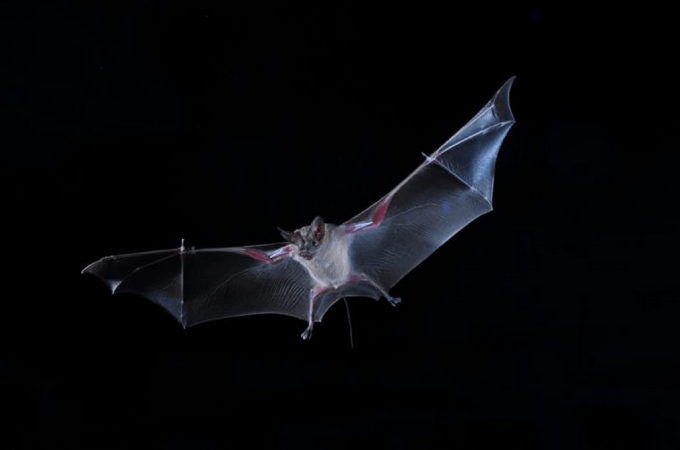 Bats Listen For Others’ Snacking Sounds to Help Them Find Food