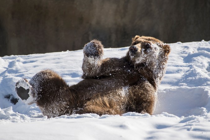 Delightful pictures of zoo animals playing in the snow