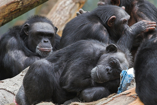 NIH Ends All Research On Chimps, Sending Last 300 To Sanctuary