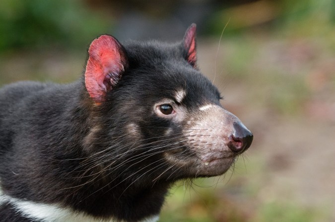 Contagious cancer is killing off Tasmanian devils, but there might finally be hope