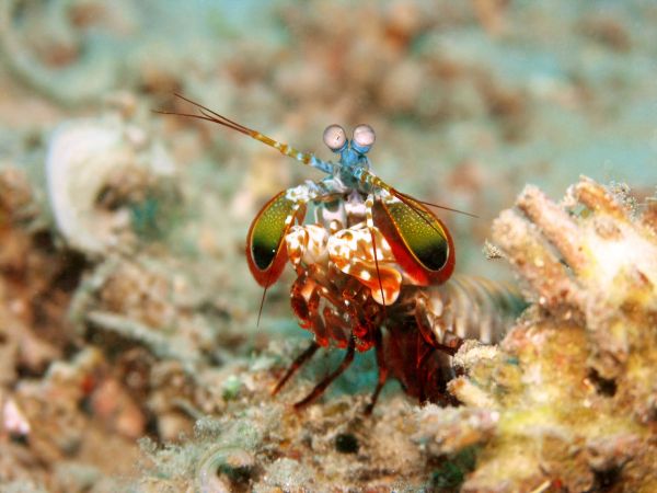 A Mantis Shrimp