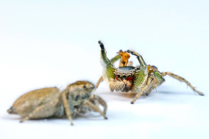 These male jumping spiders evolved dance moves because the ladies ignore them