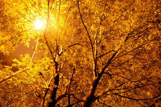 Trees Infused With Glowing Nanoparticles Could Replace Streetlights