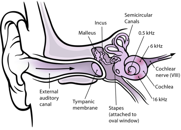 How It Works: A Laser-Powered Ear Implant to Boost Hearing