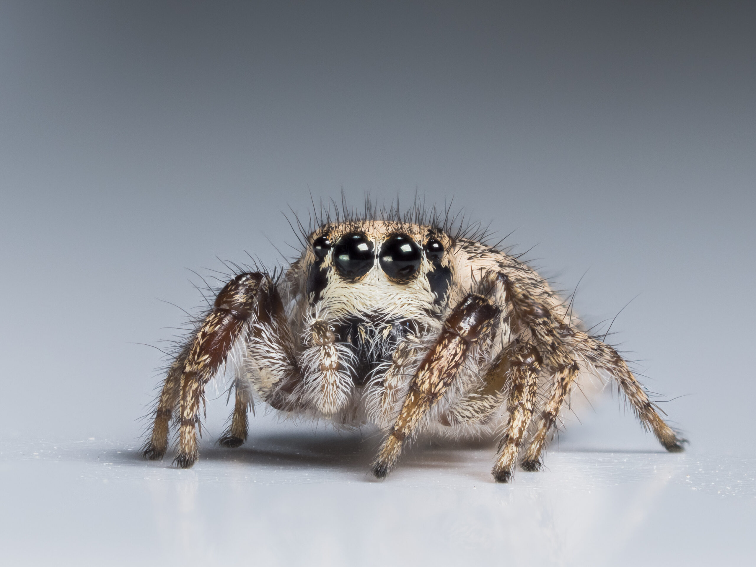 Hairy-jumping-spider